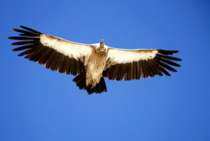 Himalayan Birds