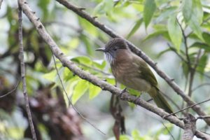 Mountain Bulbul