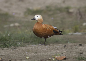 Birdwatching
