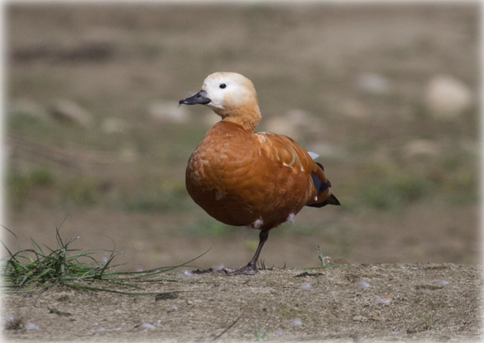 Nepal Nature photography