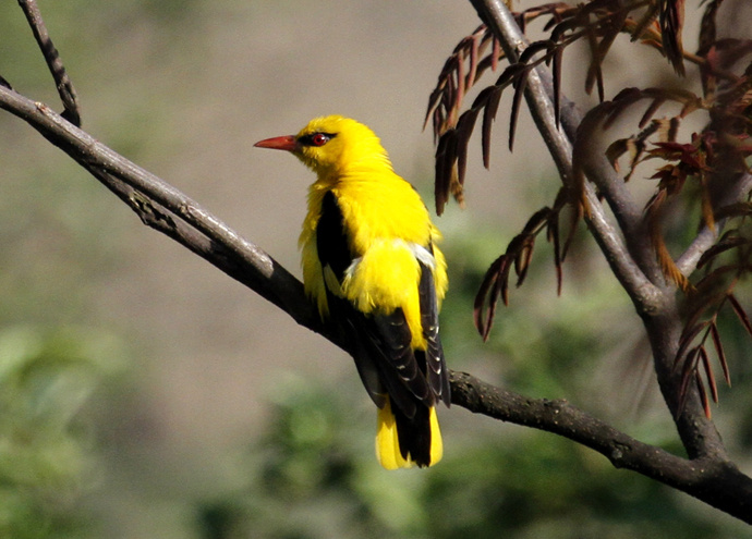 Birdwatchng