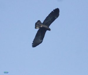 Birding @Haibung