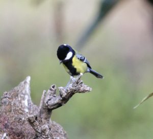 Birding