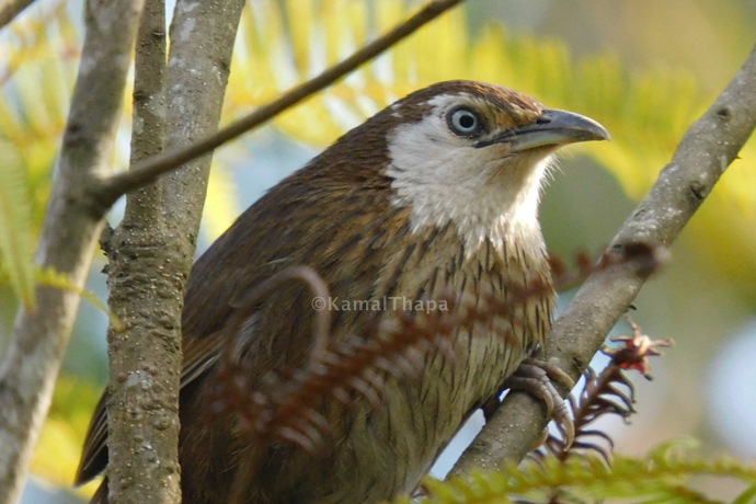 Spiny Babbler