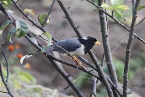 YBBM_Birding