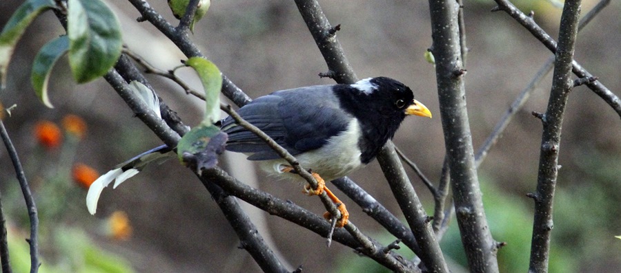 Birding @Haibung