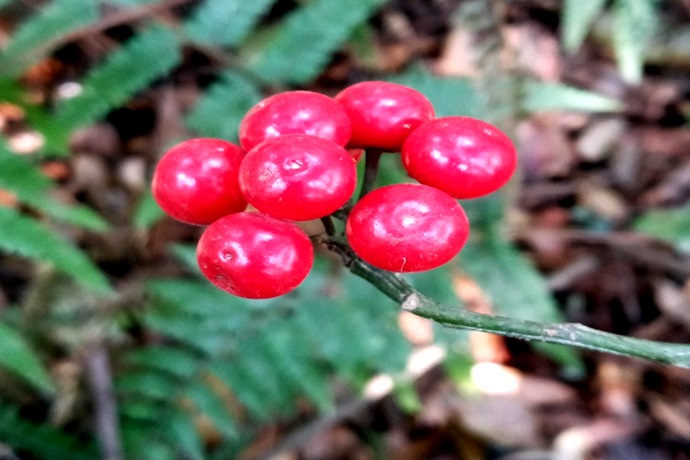 Nepal