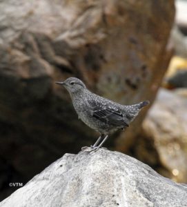 Brown Dipper