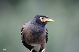 Birding Kathmandu