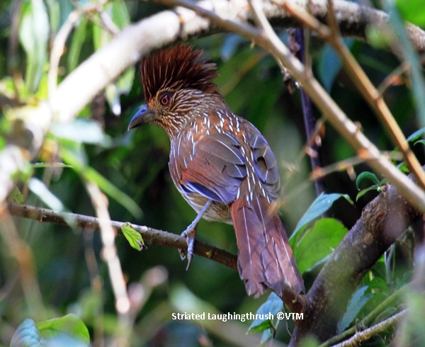 Godawari Birds