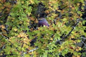 Birding in Nepal