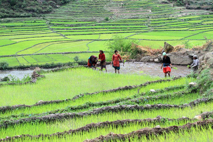 Rice plantation Day