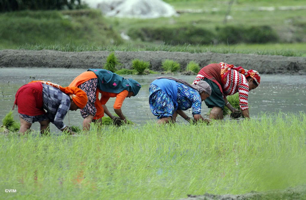 Rice plantation