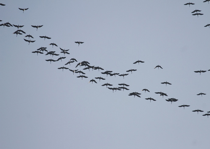 Demoiselle Crane