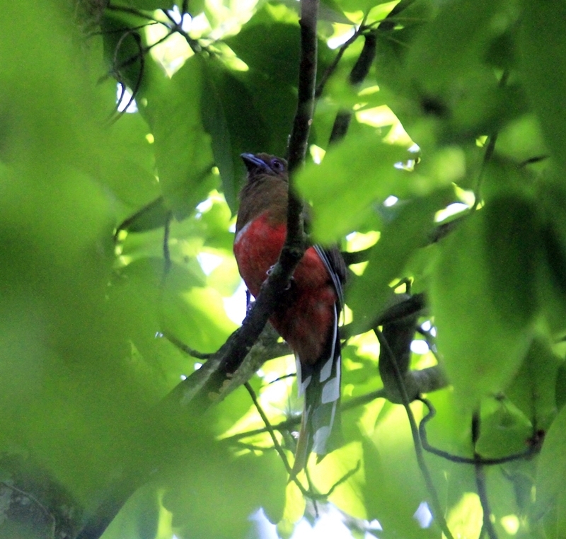 Birding in Kathmandu