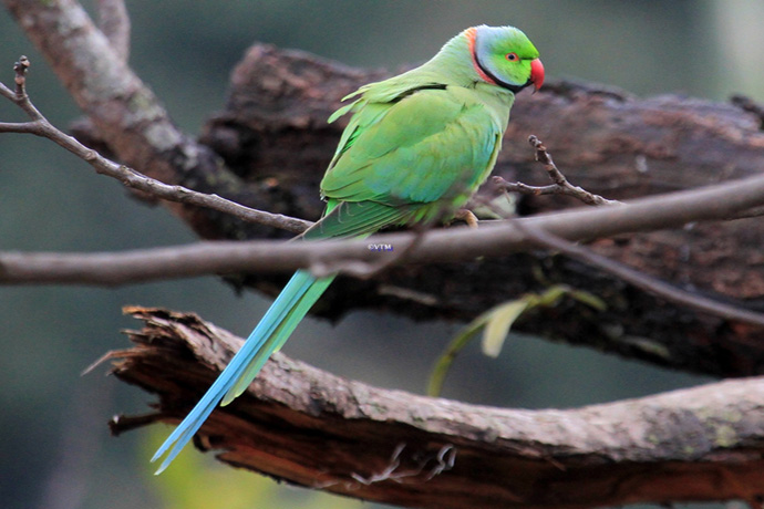 Rose-ringed Parakeet