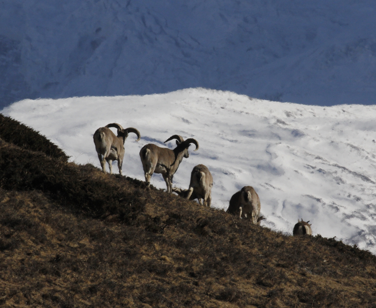 Snow Leopard Trek